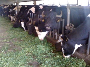 So sieht Zufriedenheit aus